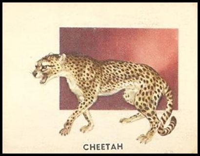 198 Cheetah